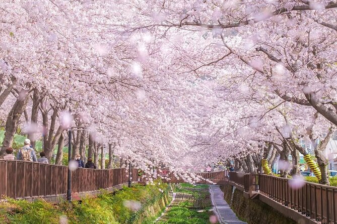 Jinhae Pink Cherry Blossom One Day Tour From Busan - The ride from Busan to Jinhae