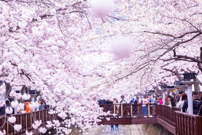 Jinhae's Cherry Blossoms Shuttle Bus depart from Seoul/Busan - Why Jinhae is worth the long day