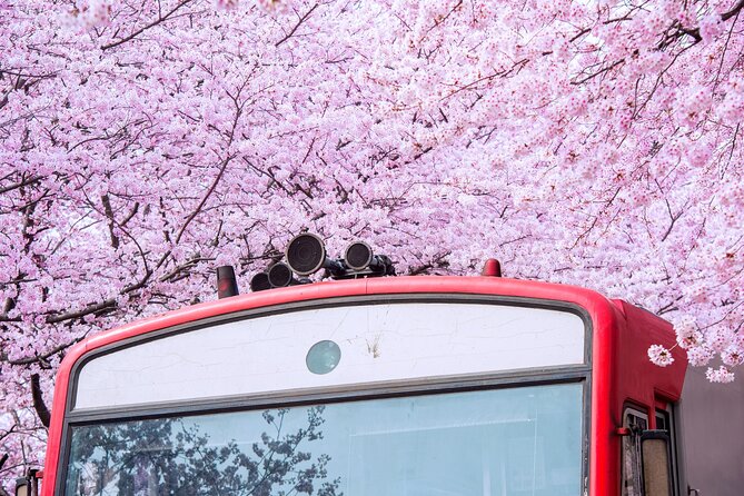Jinhae's Cherry Blossoms Shuttle Bus depart from Seoul/Busan - The free gifts are fun, not the main reason to go
