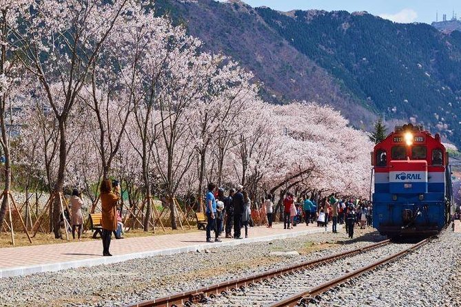 Jinhae's Cherry Blossoms Shuttle Bus depart from Seoul/Busan - Price, group size, and what you really receive