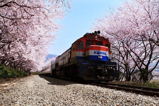 Jinhae's Cherry Blossoms Shuttle Bus depart from Seoul/Busan - Weather and bloom timing are the real risks