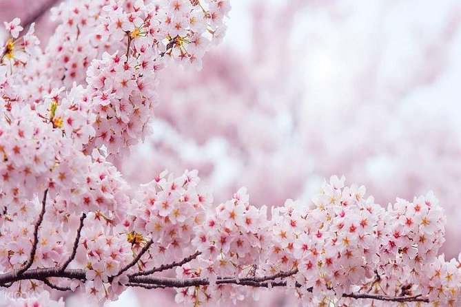 Jinhae's Cherry Blossoms Shuttle Bus depart from Seoul/Busan - Who will enjoy this day trip most