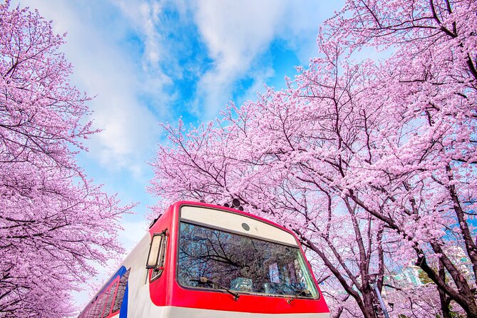 Jinhae's Cherry Blossoms Shuttle Bus depart from Seoul/Busan - Six hours among Jinhae’s main sights