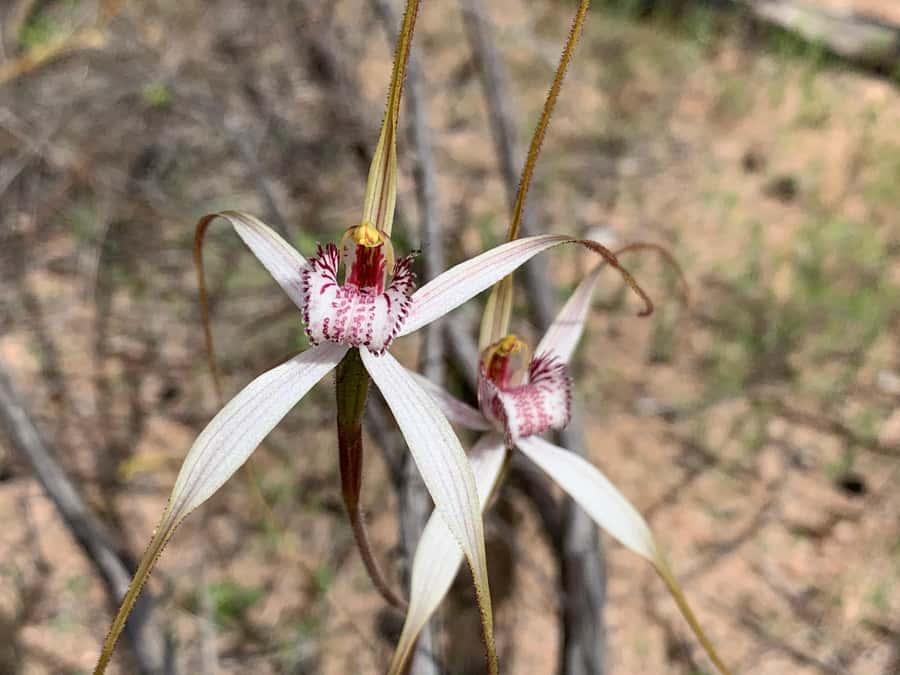 Kalbarri Wildflower Tour with Local Guide - Why Kalbarri is such a strong wildflower destination