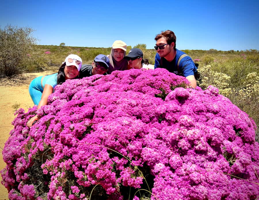 Kalbarri Wildflower Tour with Local Guide - Finding flowers that are easy to miss