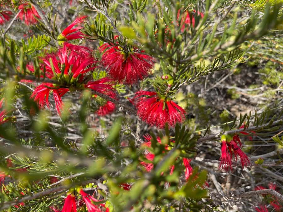 Kalbarri Wildflower Tour with Local Guide - Z Bend and the wider national park scenery