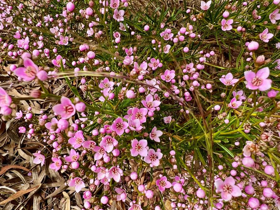 Kalbarri Wildflower Tour with Local Guide - What to pack for the morning