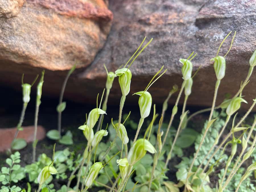 Kalbarri Wildflower Tour with Local Guide - A four-hour morning from your Kalbarri accommodation