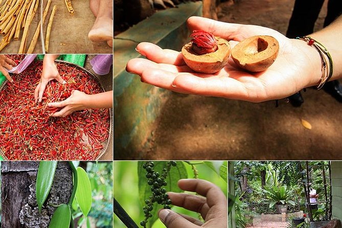 Kandy Transfer Visiting Dambulla Cave Temple and Herbal Garden - The Herbal Garden: Useful Stop or Sales Pitch?