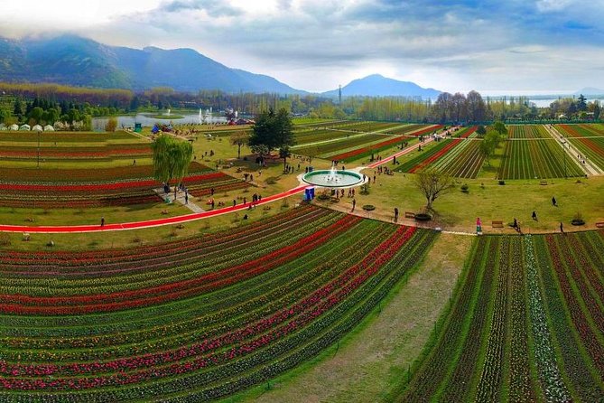 Kashmir Tulip Festival - Key points to know before booking