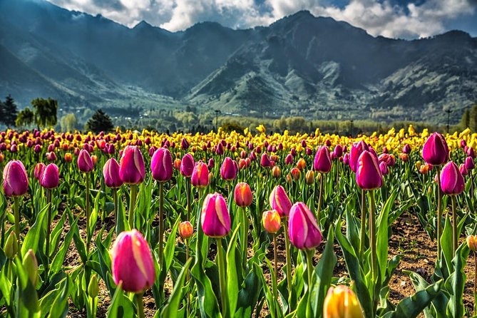 Kashmir Tulip Festival - Srinagar arrival and the tulips of Zabarwan Road