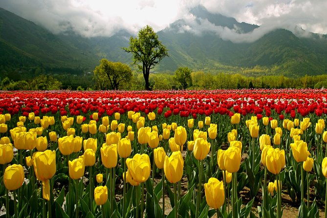 Kashmir Tulip Festival - Pahalgam, Baisaran, and the local taxi rule