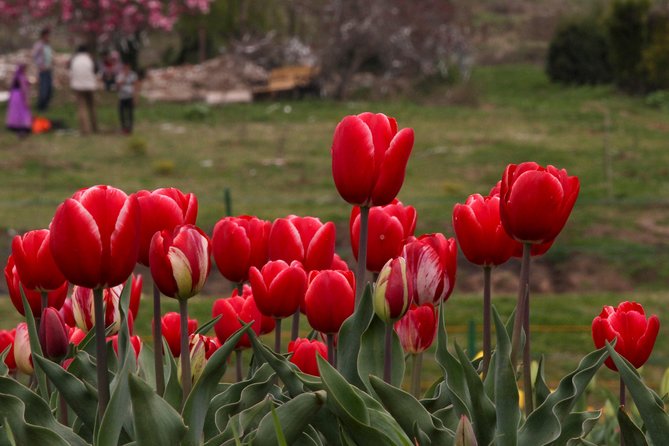 Kashmir Tulip Festival - Gulmarg and the cost of the Gondola