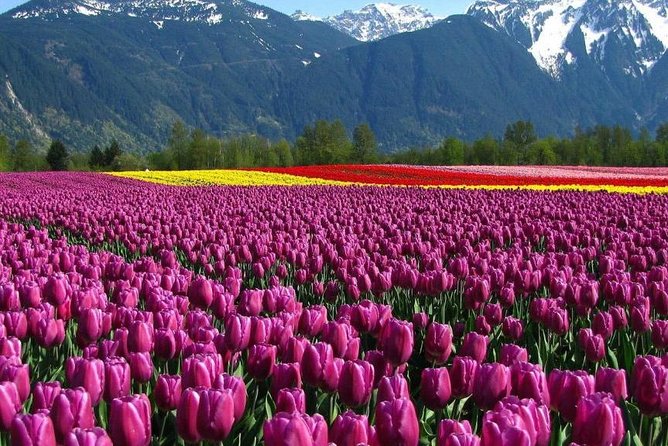 Kashmir Tulip Festival - Sonamarg and the road toward Thajiwas Glacier