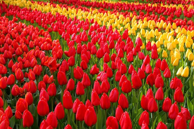 Keukenhof and Flower Fields Private Tour from Amsterdam - Seeing the flower fields before entering Keukenhof