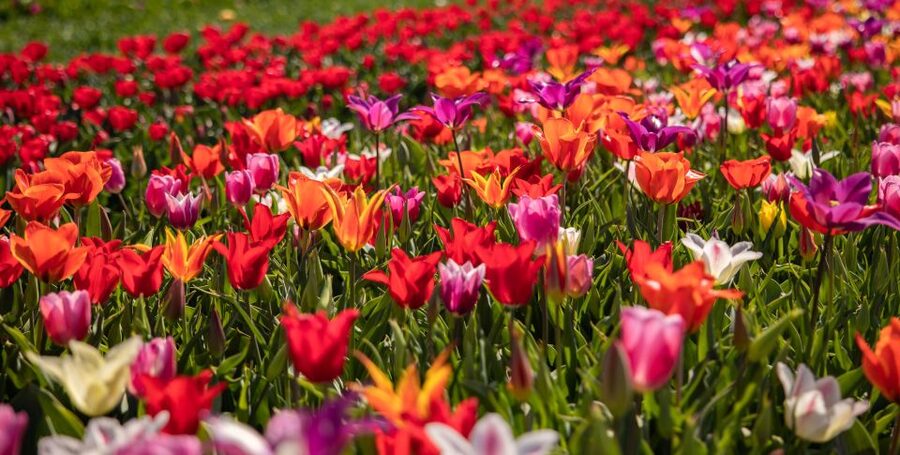 Keukenhof: Flower Fields Small-Group Cultural Bike Tour - Useful planning details before you book