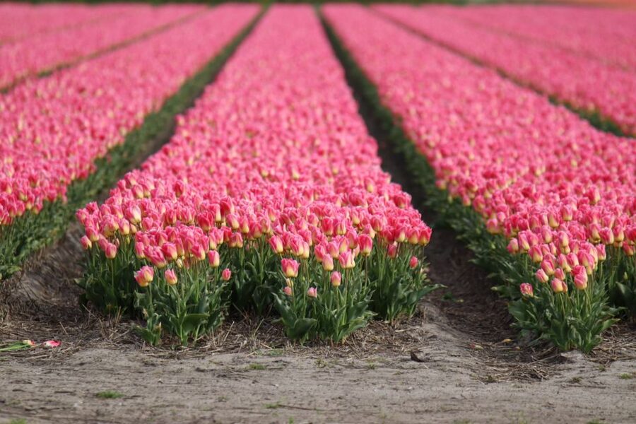 Keukenhof: Flower Fields Small-Group Cultural Bike Tour - Why a bike tour adds more than Keukenhof