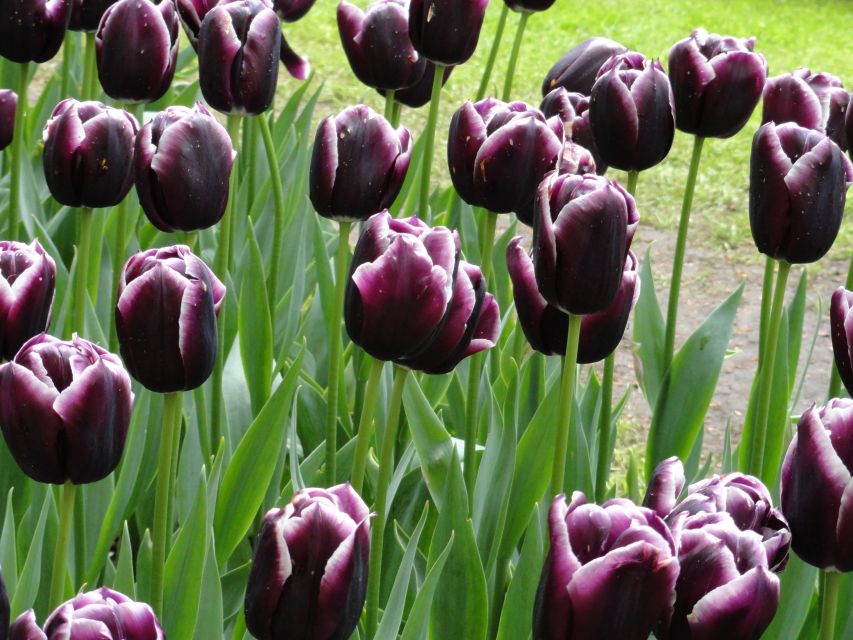 Keukenhof: Flower Fields Small-Group Cultural Bike Tour - Tulip Experience Amsterdam: museum, showgarden, and five tulips