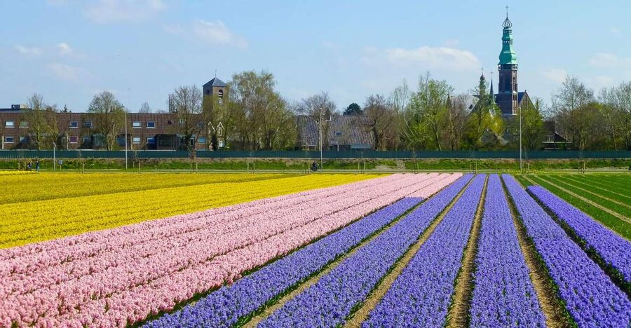 Keukenhof: Flower Fields Small-Group Cultural Bike Tour - Stroopwafels, viewpoints, and a comfortable pace