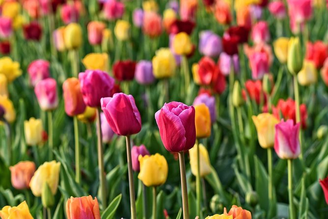 Keukenhof, Flower Fields, Volendam and Zaanse Schans Small-Group Tour - The canal cruise or This is Holland option