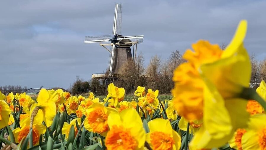 Keukenhof: Private Tulip & Windmill tour with cheese tasting - Why this private tour works well