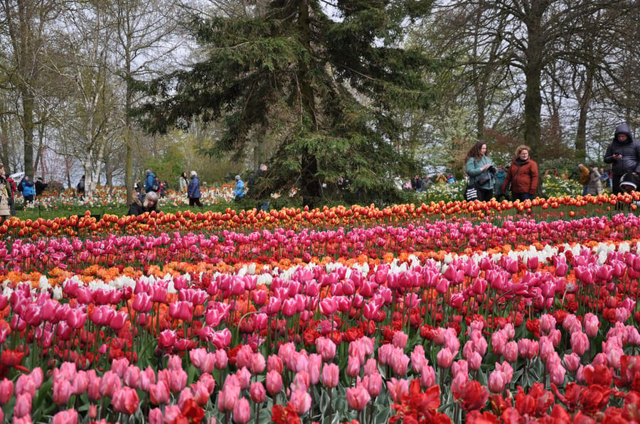 Keukenhof: Private Tulip & Windmill tour with cheese tasting - How Dutch clogs are made