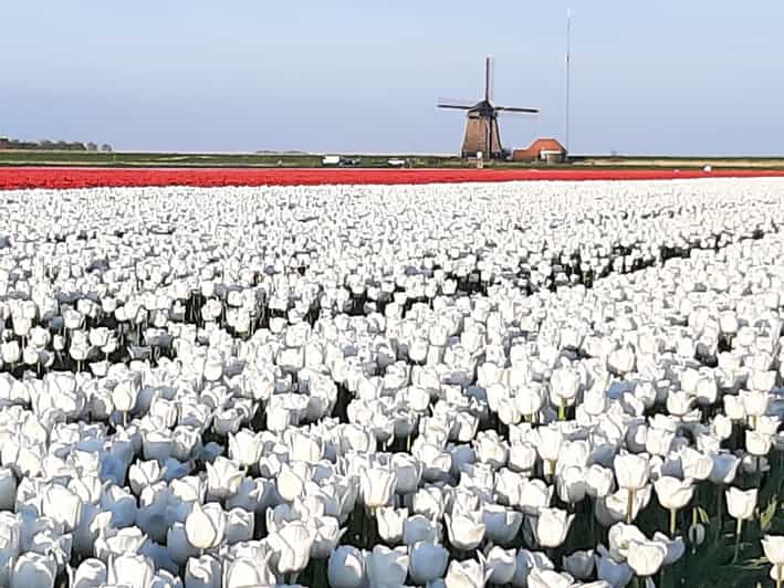 Keukenhof: Private Tulip & Windmill tour with cheese tasting - Inside De Kat, the 1781 paint mill