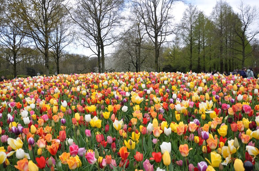 Keukenhof: Private Tulip & Windmill tour with cheese tasting - What the $283 price really buys you
