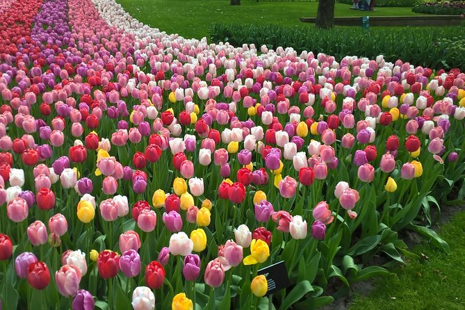 Keukenhof's Tulips and Windmills Small-Group Tour from Amsterdam - A full Dutch day from Amsterdam