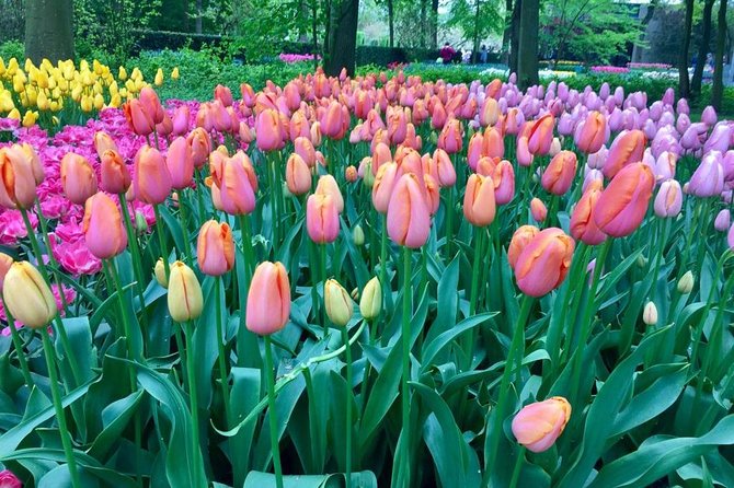 Keukenhof's Tulips and Windmills Small-Group Tour from Amsterdam - Climb inside Molen De Kat