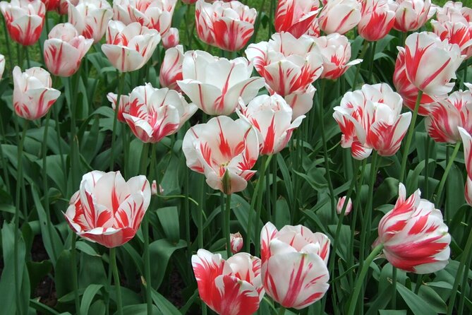 Keukenhof - spring garden from Rotterdam, Delf & The Hague - Who will enjoy this trip most?