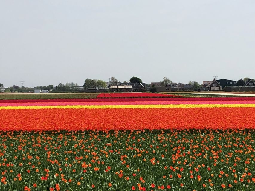 Keukenhof, Tulip Farm, Flower Fields & Windmills - Is $347 per person good value?