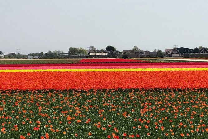 Keukenhof, Tulip Farm, Flower Fields & Zaanse Schans Windmills - Who will enjoy this most
