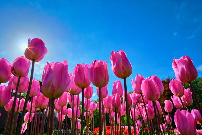 Keukenhof Tulip Garden Tour - Key points at a glance