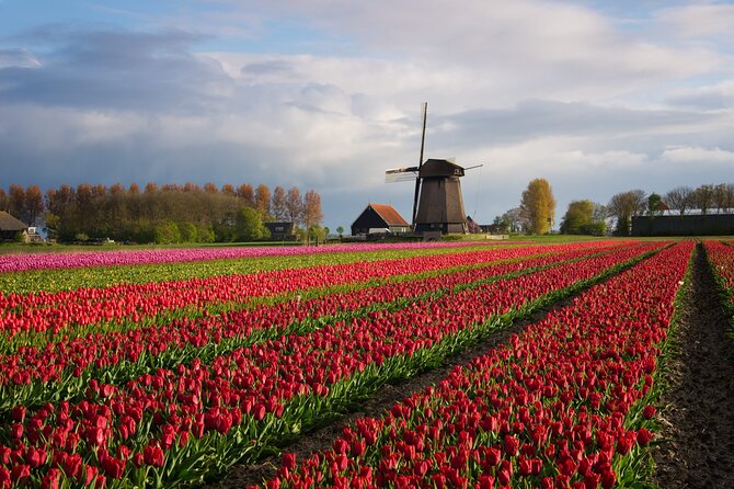 Keukenhof Tulip Garden Tour - Why Keukenhof is worth the trip