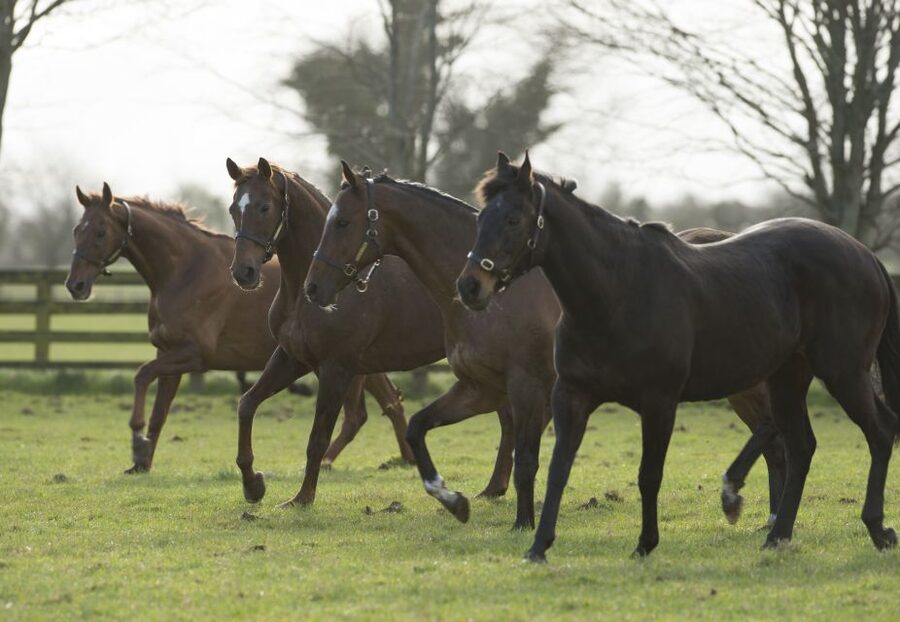 Kildare: Irish National Stud & Gardens - St Fiachra’s Garden and native Irish wildlife