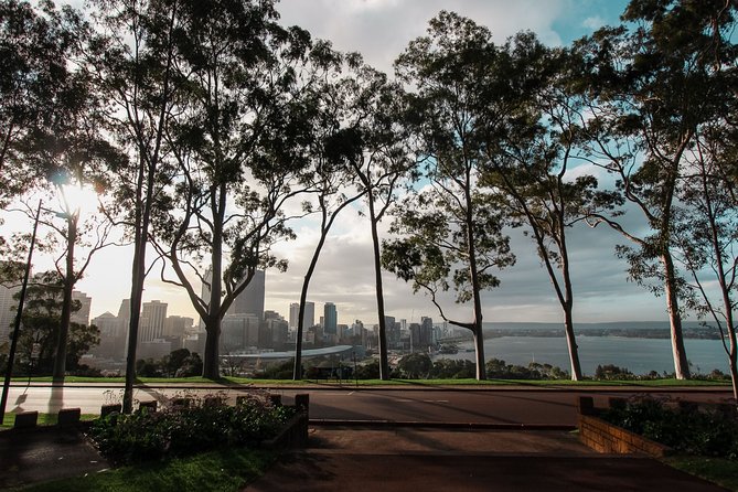 Kings Park Botanicals And Beyond - Century-old trees and native plant life