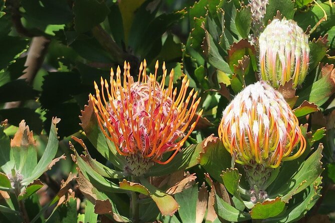 Kirstenbosch Botanical Gardens and Constantia Wine Tasting Tour. - Groot Constantia connects wine with South African history