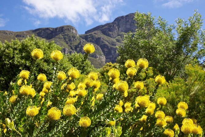 Kirstenbosch Garden, Bo-Kaap-Penguins & Cape of Good Hope Tour - Kirstenbosch gives the morning room to breathe