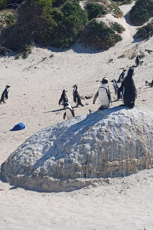 Kirstenbosch Garden, Bo-Kaap-Penguins & Cape Peninsula Tour - False Bay stops: Muizenberg, St James, and Kalk Bay