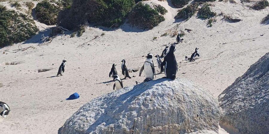 Kirstenbosch Garden, Bo-Kaap-Penguins & Cape Peninsula Tour - Chapman’s Peak provides the grand finale