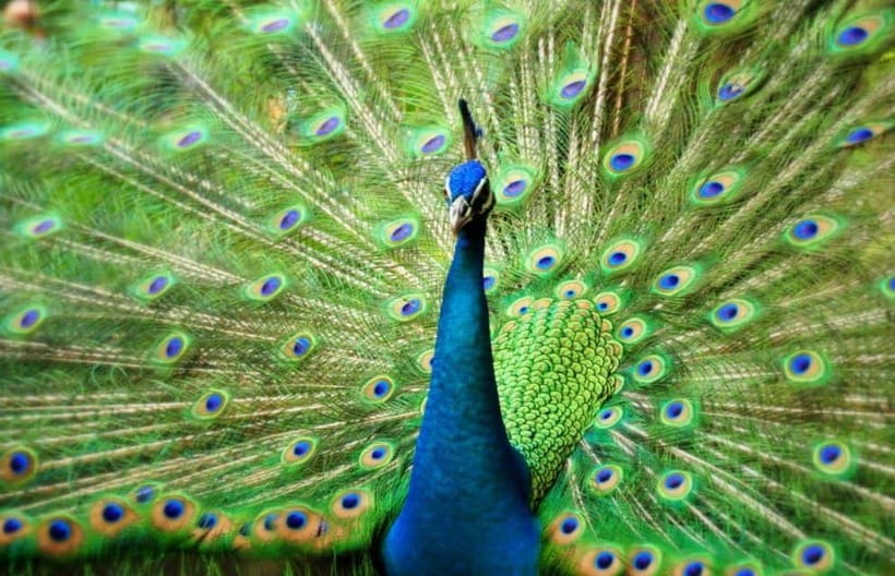 Kuala Lumpur: Bird Park, Butterfly & Garden Private Tour - Why this three-stop tour works in Kuala Lumpur