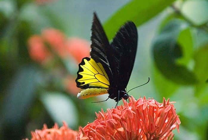 Kuala Lumpur: Bird Park, Butterfly & Garden Private Tour - KL Bird Park: open flight and plenty of movement