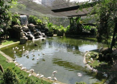 Bird Park, Butterfly & Garden Private Tour
