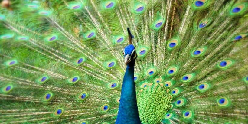 Kuala Lumpur: Bird Park, Butterfly & Garden Private Tour - Perdana Botanical Garden, ASEAN Garden, and the return route