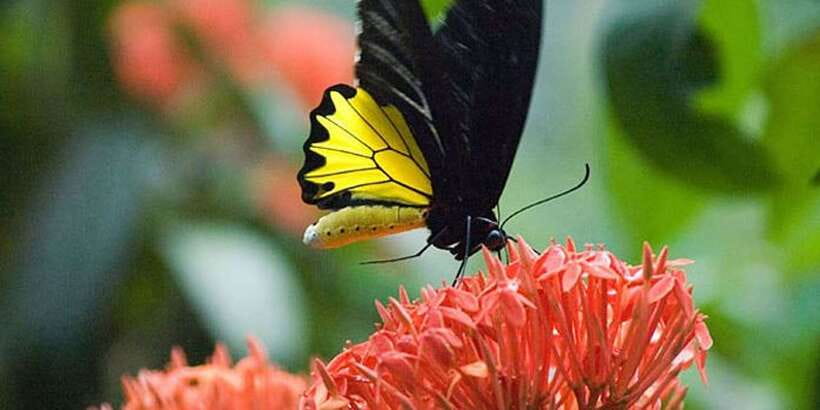 Kuala Lumpur: Bird Park, Butterfly & Garden Private Tour - Timing, comfort, and who should book