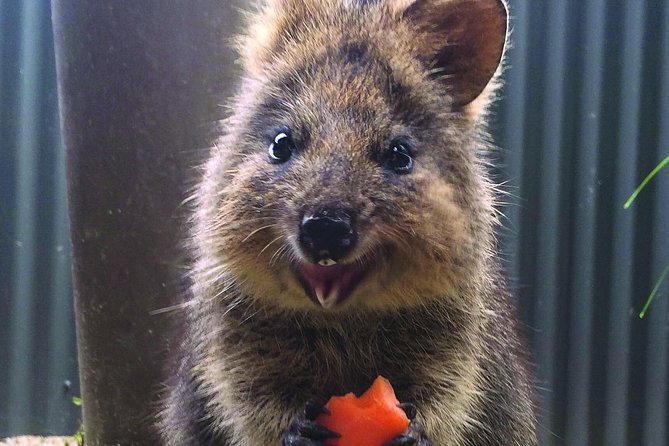 Kuranda Koala Gardens and Birdworld Admission Tickets - Two wildlife parks in the heart of Kuranda