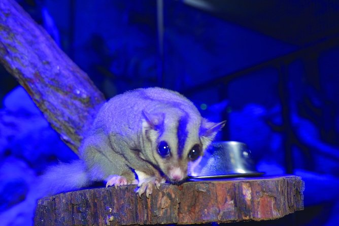 Kuranda Koala Gardens and Birdworld Admission Tickets - How to plan the timing