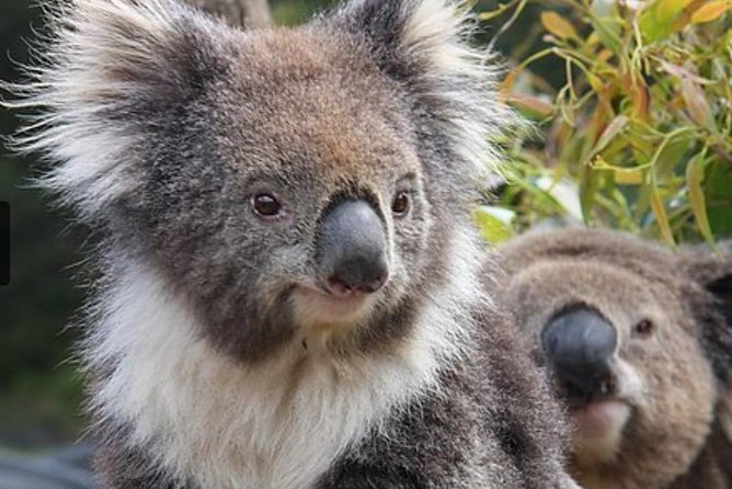 Kuranda Koala Gardens and Birdworld Admission Tickets - Who will enjoy this experience most?
