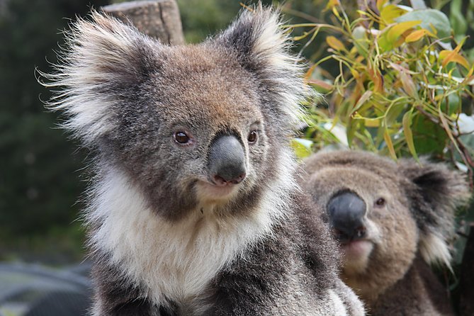 Kuranda Koala Gardens and Birdworld Admission Tickets - Starting at Kuranda Koala Gardens